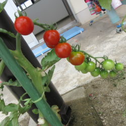 トマトを収穫しました🍅（年少）