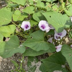 サツマイモの花が咲きました🌸