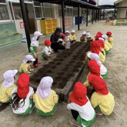 チューリップの球根植え🌷（年中）玉ねぎの苗植え🧅（年少）