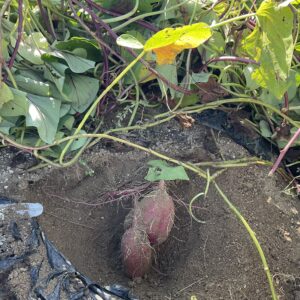 お芋掘り🍠をしました🎶