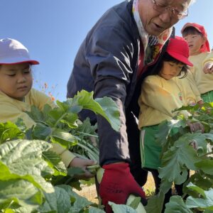 大根抜き（年長組）
