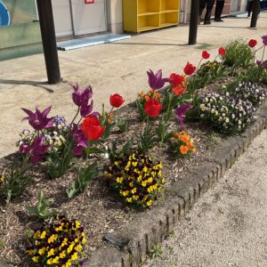 園庭にも春がやってきました😊（あおぞらクラブ）