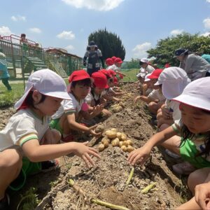野菜の収穫・サツマイモの苗植え🥔🧅